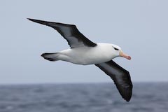 Albatross