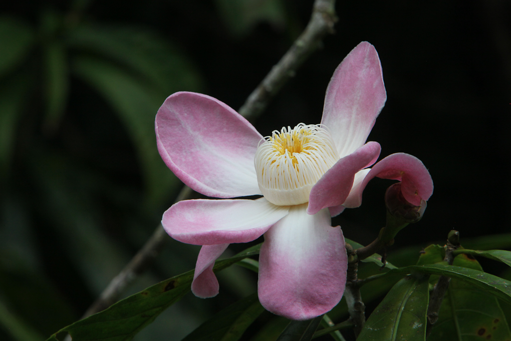 Jungle Flower