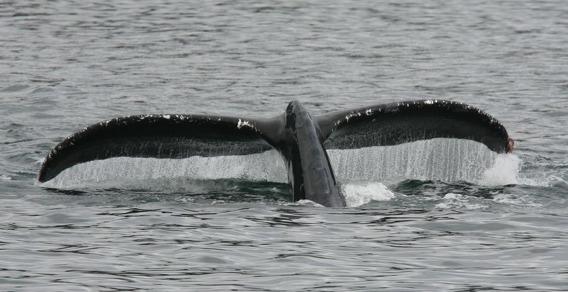 Whaletail