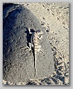 lizard