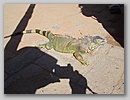 iguana