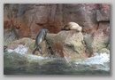 sea lions