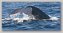 whale