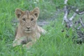 Lion Cub