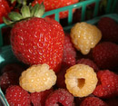 berries