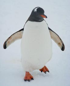 Gentoo in snow