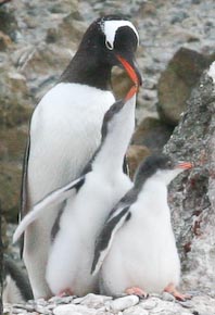 Gentoo Chicks