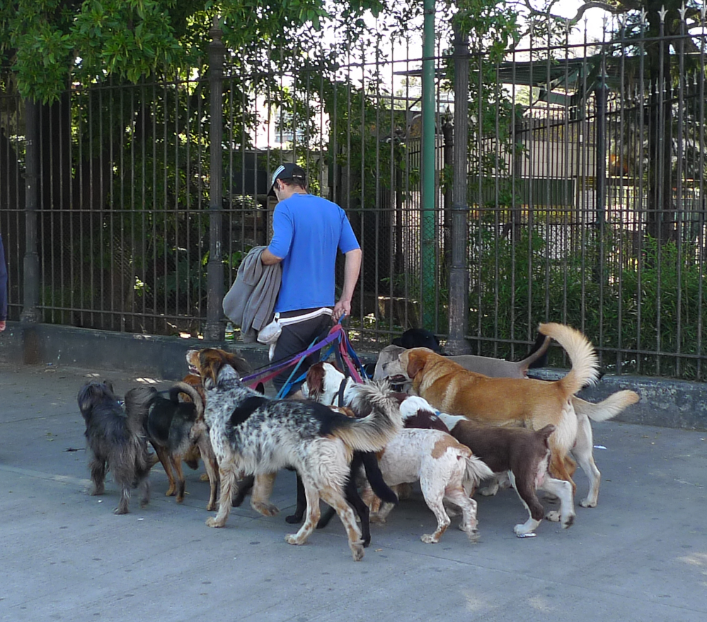 Dog walker