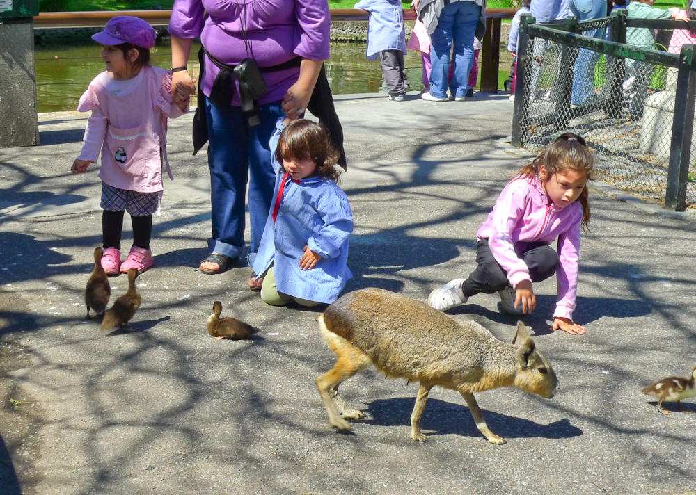 Kids in zoo