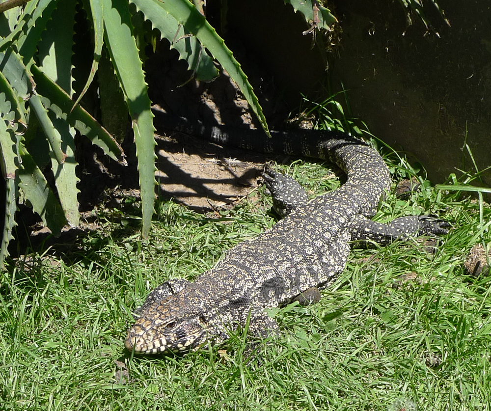 Zoo