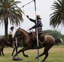Horses