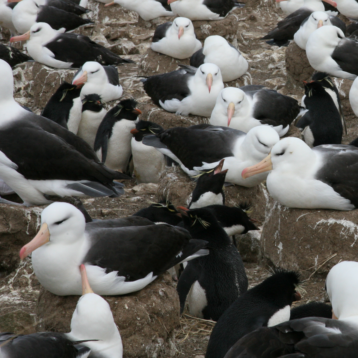 Albatross and Rockhoppers