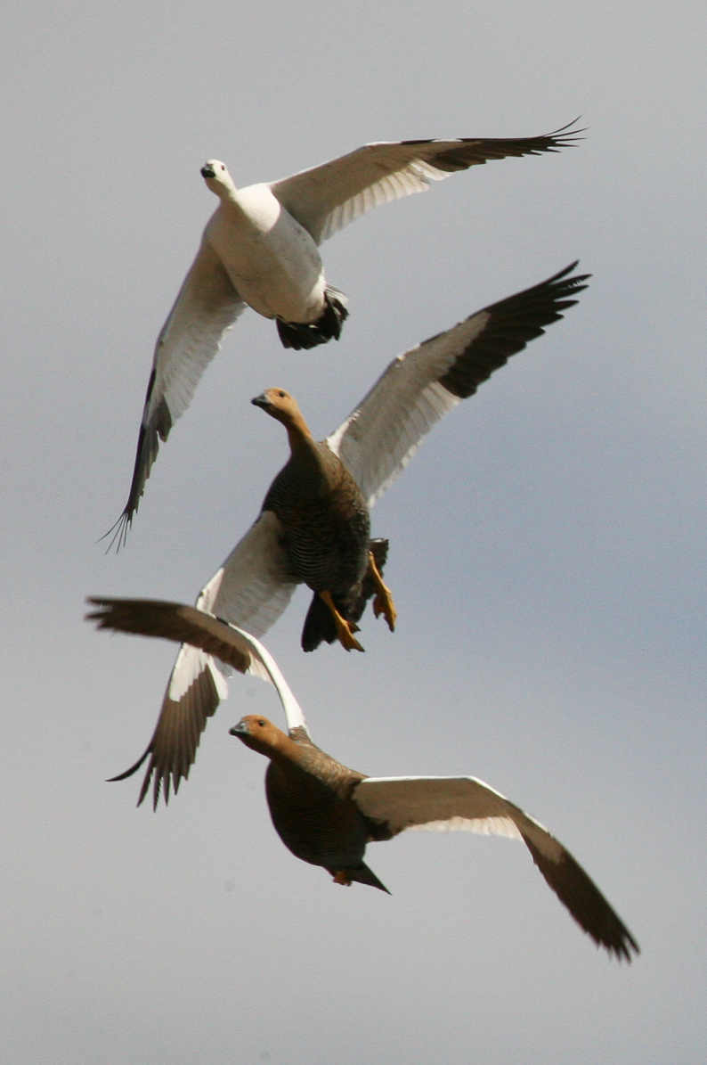 Upland Geese