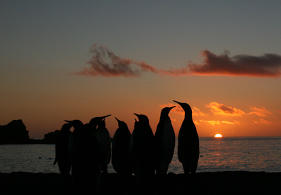 Dawn Penguins
