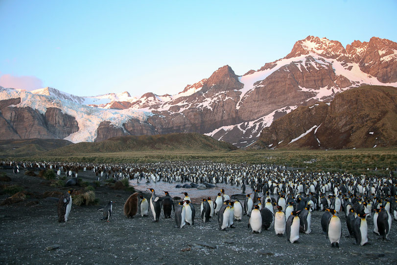 Penguins at dawn
