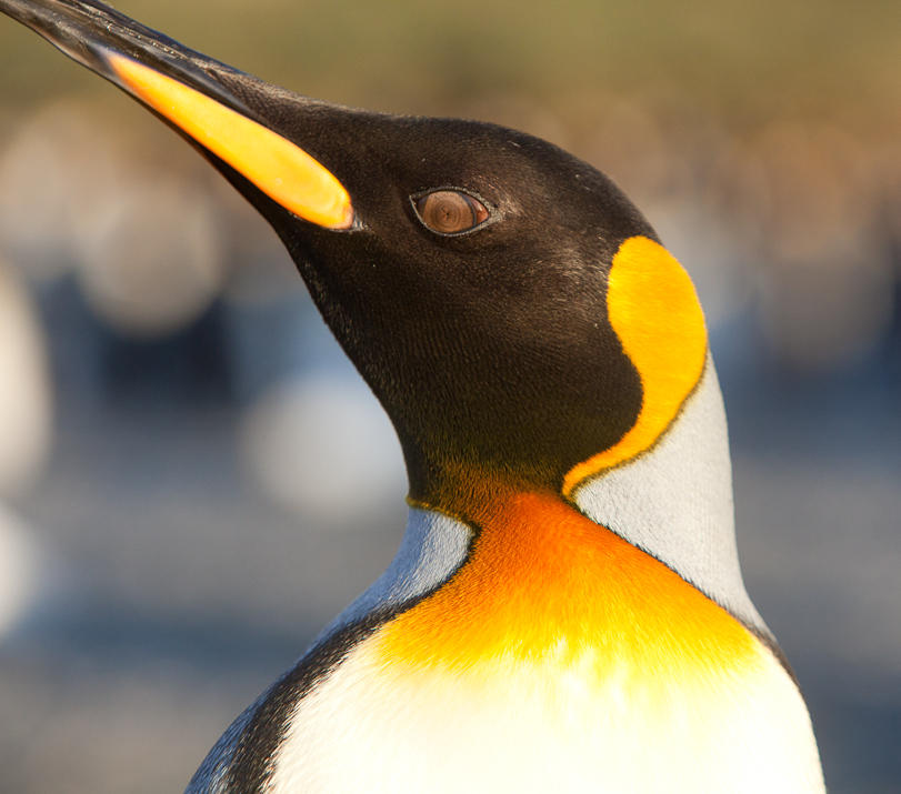 King Penguin