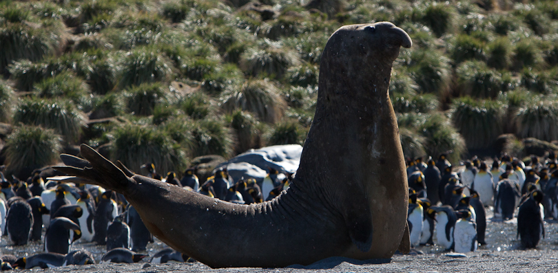 Bull Elephant Seal