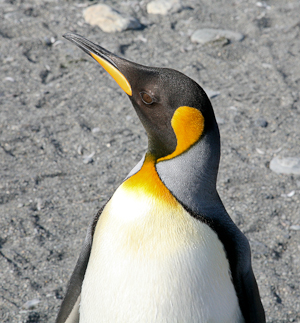 King Penguin