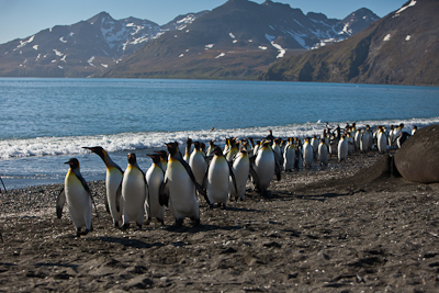 Penguins