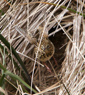 S. Georgia Pippit