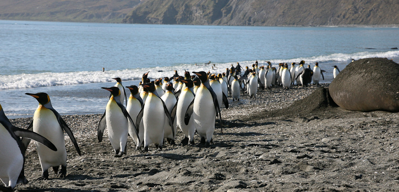 penguin march