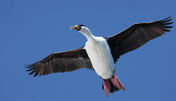 Blue-eyed Shag