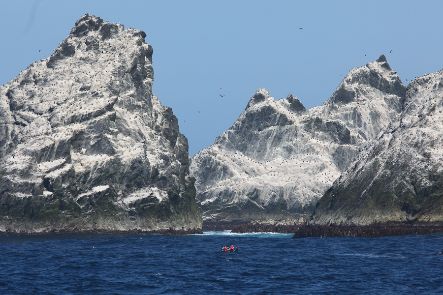 Diving Shag Rock
