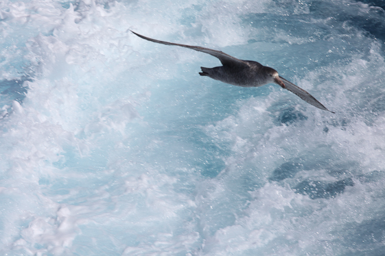 Giant Petrel surfing our wake