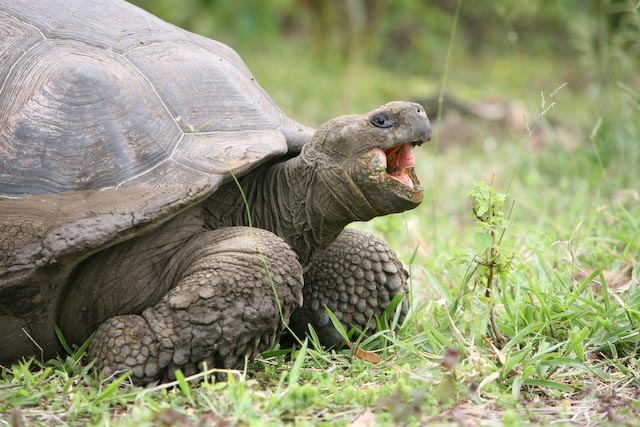 Giant Tortoise