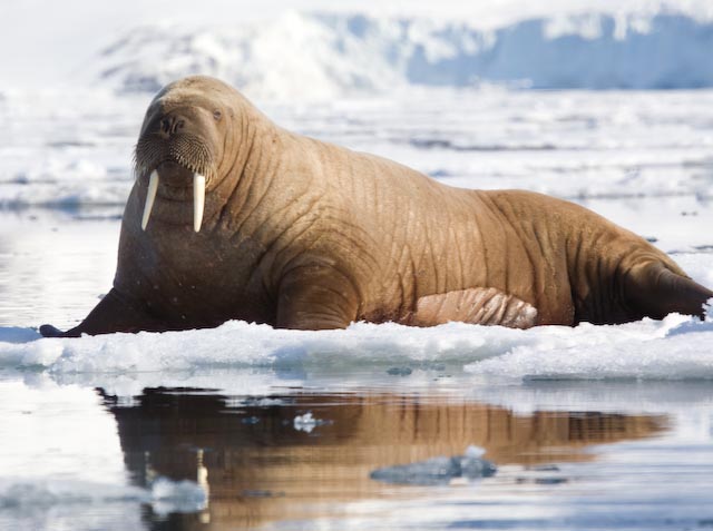 Walrus